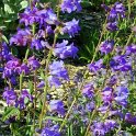 Penstemon strictus fleur